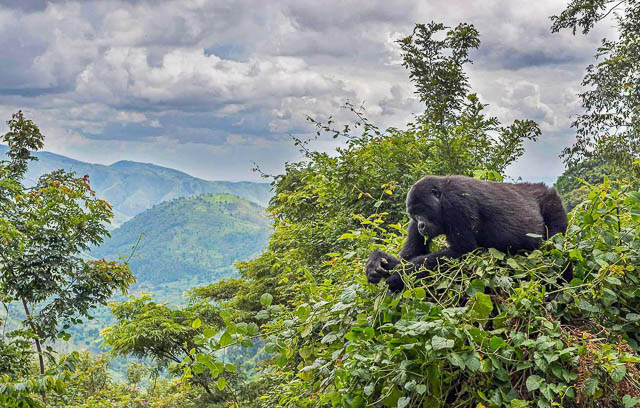 Gorilla in their habitat