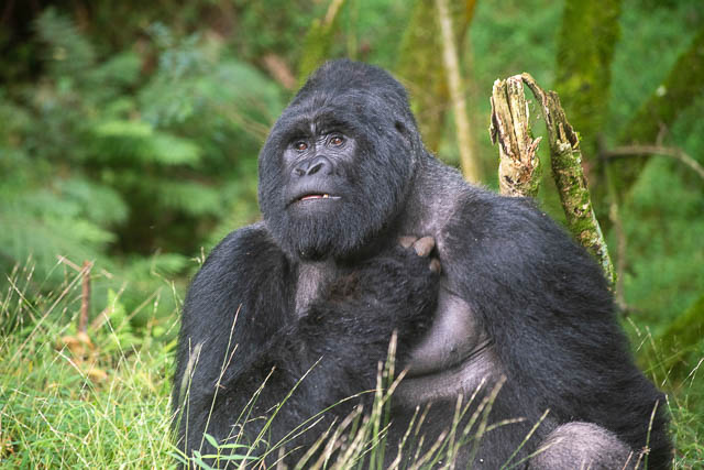 Mountain Gorilla