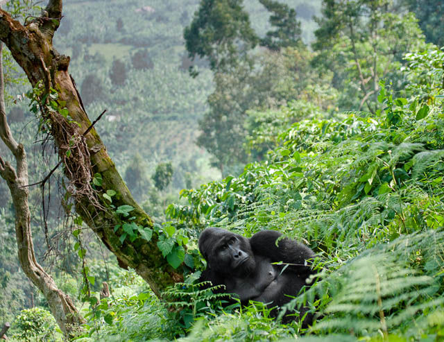 Gorilla and the tree
