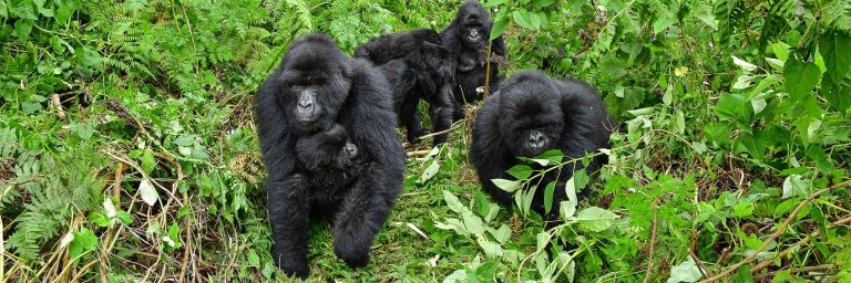 Gorilla trekking Uganda