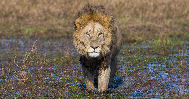 Wildlife of Okavango