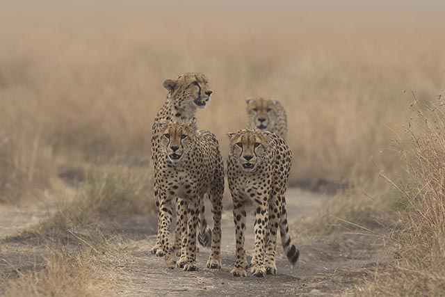 Cheetah in Masai Mara