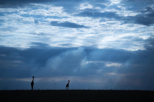Giraffe at sunset 