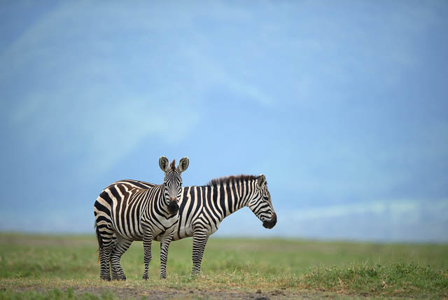 Zebras at the crater