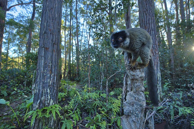 Common brown lemur