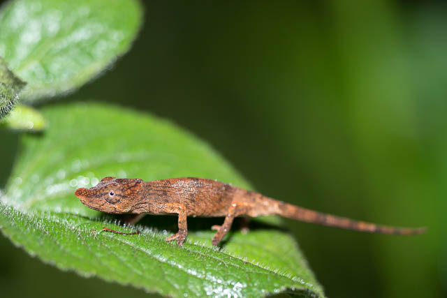 madagascar chameleon