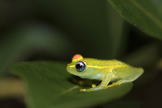 Frog in Madagascar