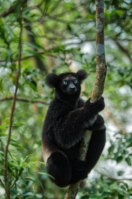 Indri Indri Male
