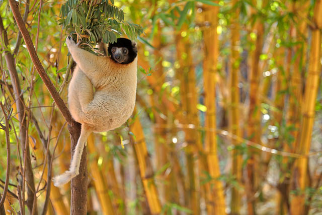 Bamboo lemur