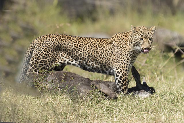 Leopard in Masai Mara