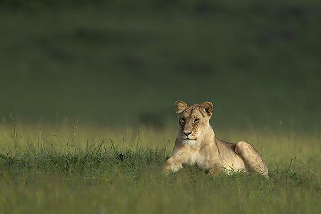 Lion in Masai Mara