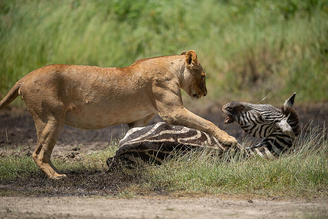 Lion with a kill