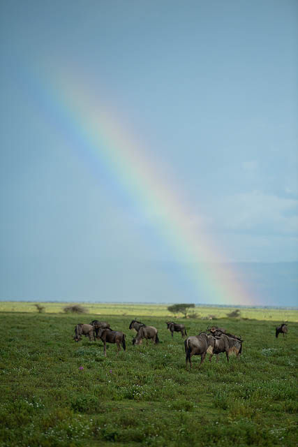 Wildlife calving at Ndutu Plains