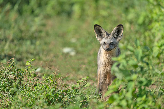 Bat eared fox
