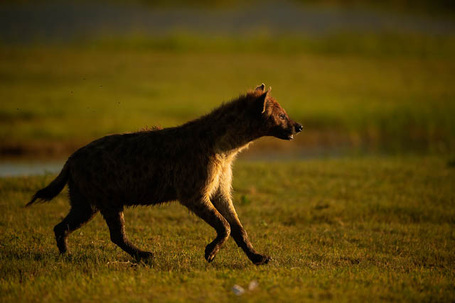 Spotted hyena on the run