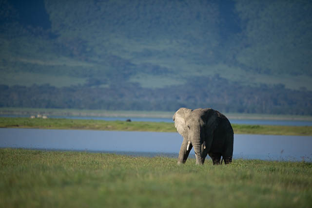 Elephant at crater