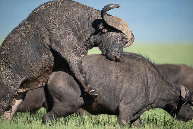 Buffalos mating
