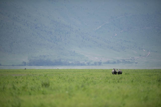 Rhinos at the crater
