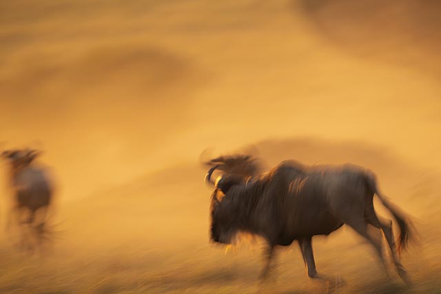 Wildebeest in Masai Mara