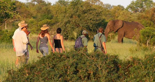 Kruger Walking Safari