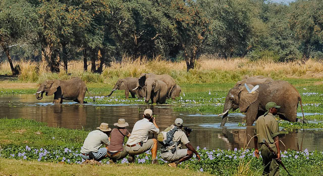 Ruaha walking safari