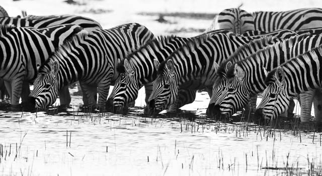 zebras on water