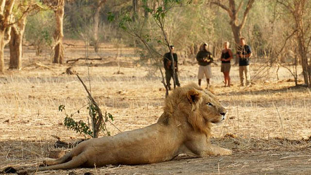 South Luangwa walking safari