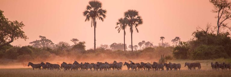 Botswana zebra migration
