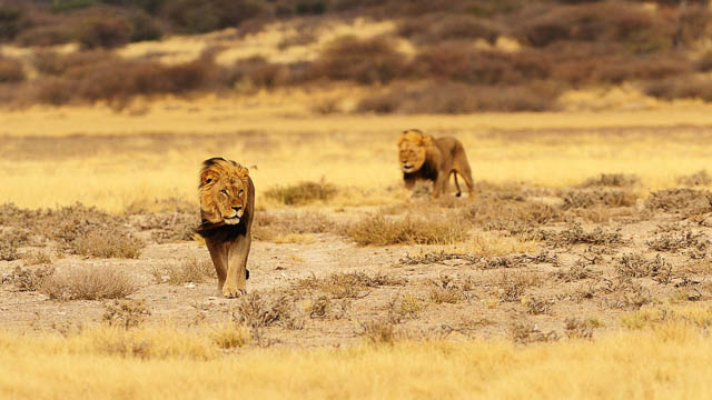 Kalahari Black Maned Lions