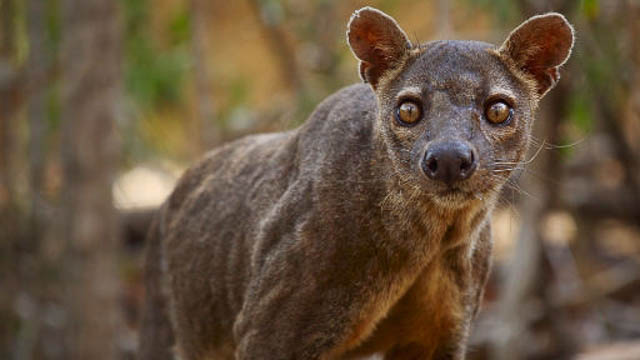 Fossa