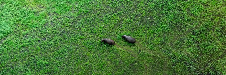 wildlife of Okavango delta