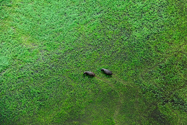 Okavango Delta is a part of Kalahari