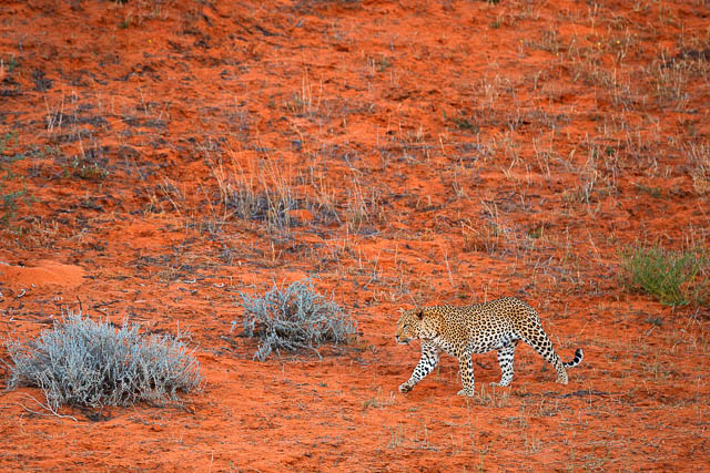 Leopard in Kalahari landscape