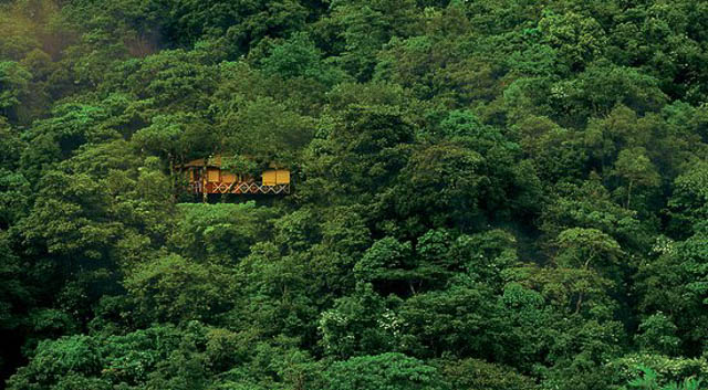 Tree house Wayanad