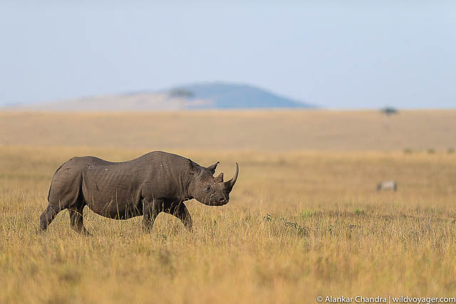 Black Rhino