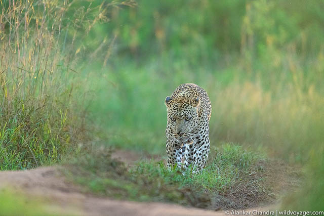 African Leopard