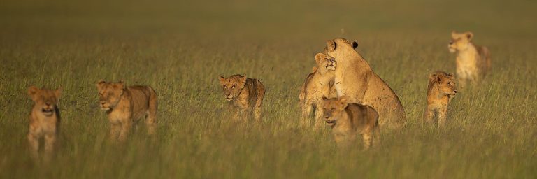 Big 5 of Africa