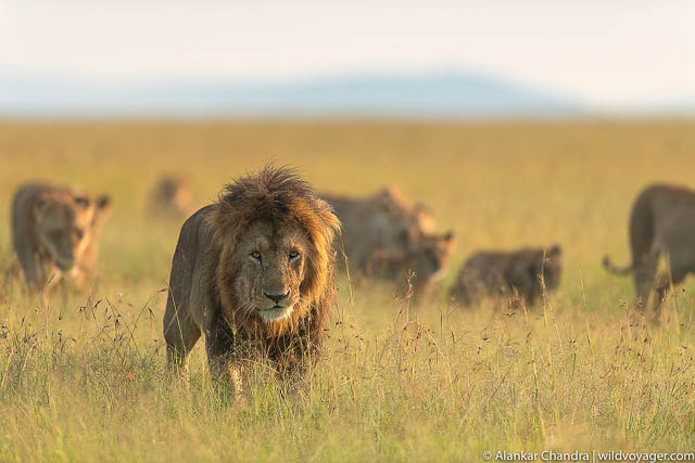 African Lion