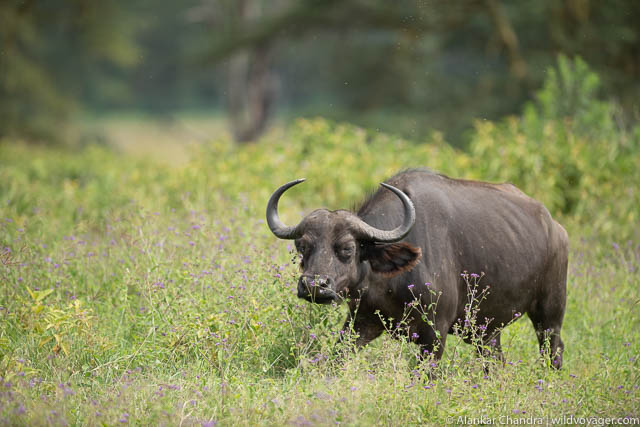 Cape buffalo 