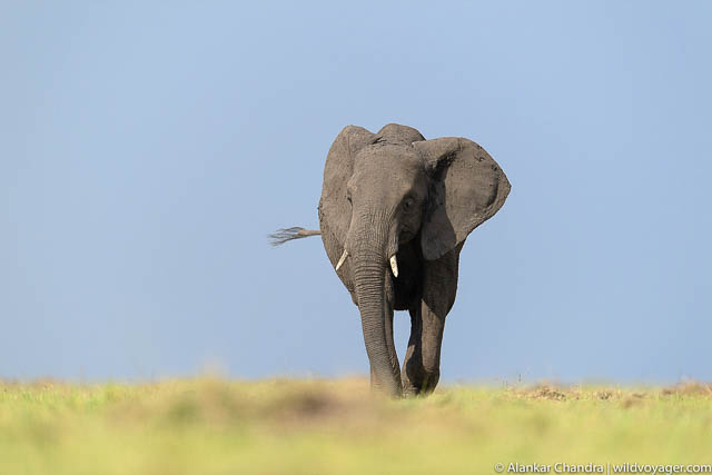 African Elephant
