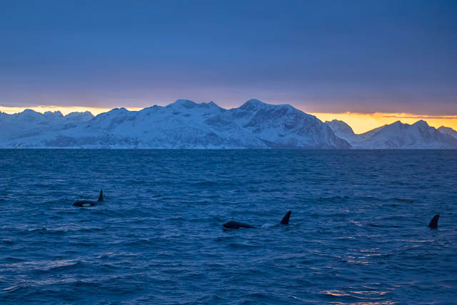 Whale watching in Lofoten
