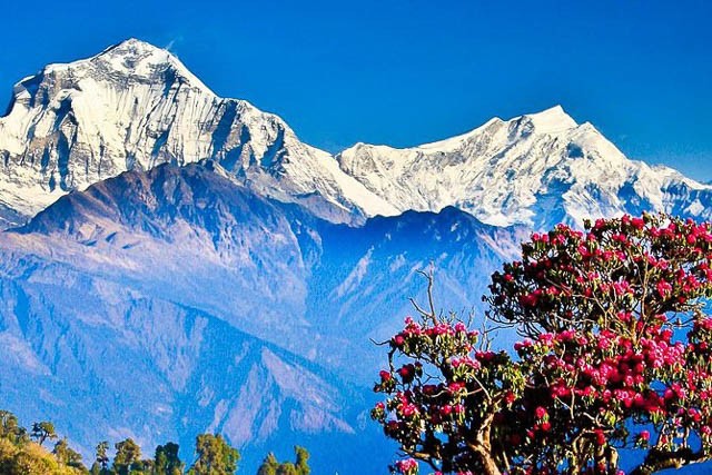 Ghorepani Poon Hill trekking