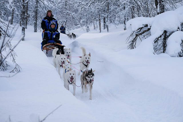 Husky Sledding