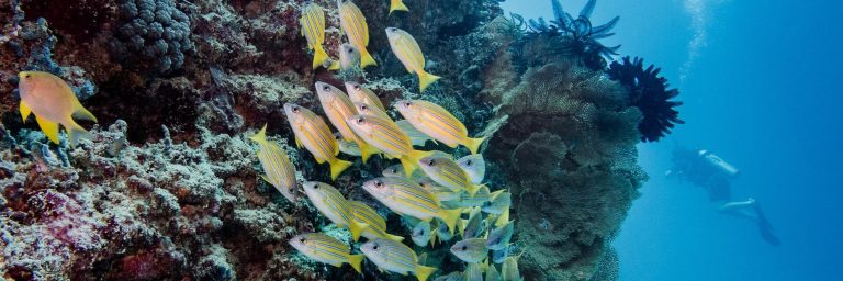 Diving sites in Raja Ampat