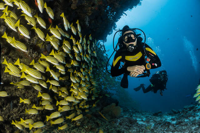 Fishes in Raja Ampat