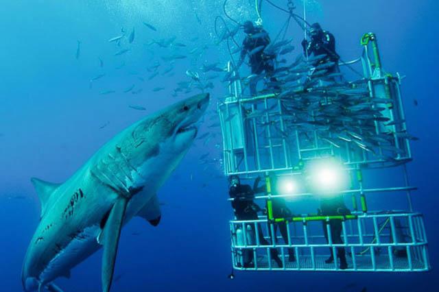 Shark cage diving