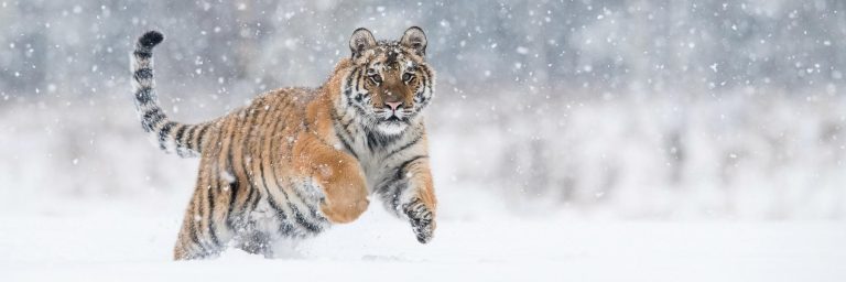 Tracking Siberian Tigers