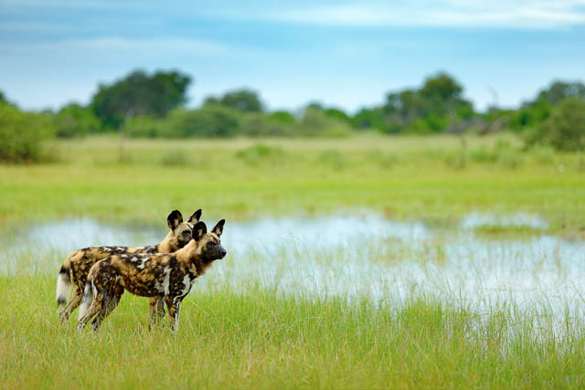 Kruger national park