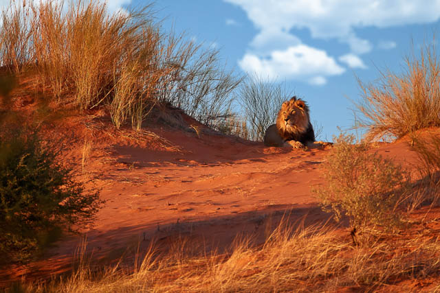 Lion of kgalagadi