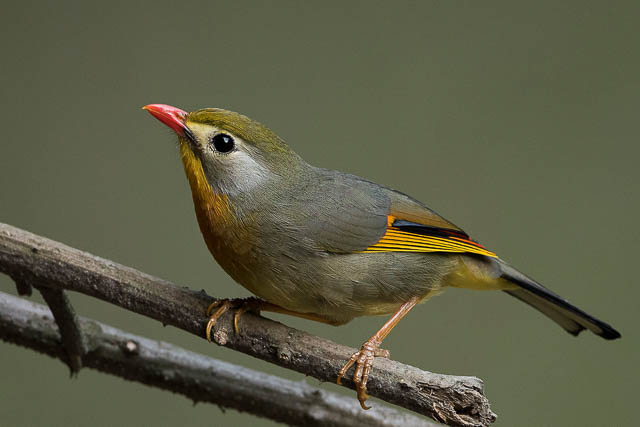 Red billed Leothrix in Sattal